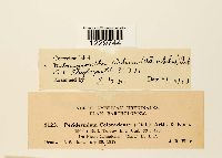 Melampsorella elatina image