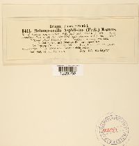 Melampsorella aspidiotis image