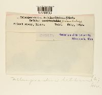 Melampsoridium betulinum image