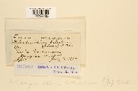 Melampsoridium betulinum image