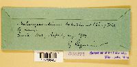 Melampsoridium betulinum image