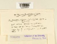 Melampsoridium betulinum image