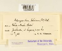Melampsoridium betulinum image