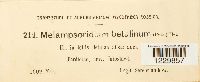 Melampsoridium betulinum image
