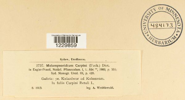 Melampsoridium carpini image