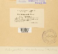 Melampsoridium hiratsukanum image