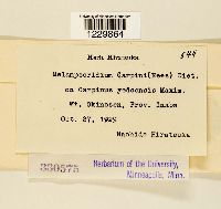 Melampsoridium carpini image