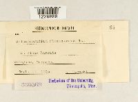 Melampsoridium hiratsukanum image