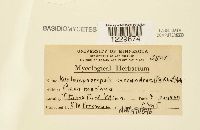 Melampsoropsis cassandrae image