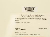 Melanopsichium austroamericanum image