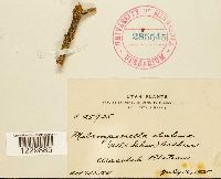 Melampsorella elatina image