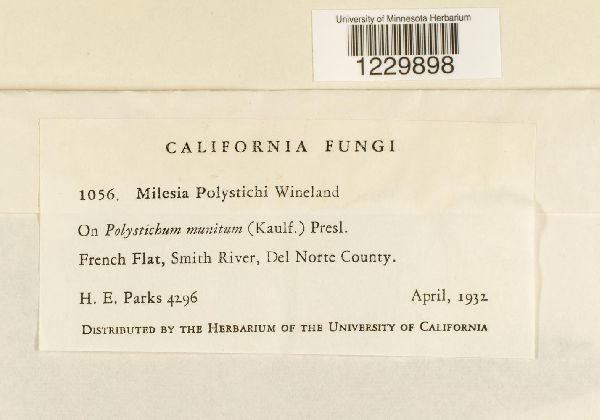 Milesia polystichi image