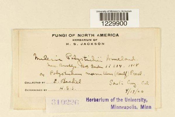 Milesia polystichii image