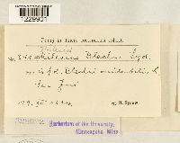 Image of Milesia blechni