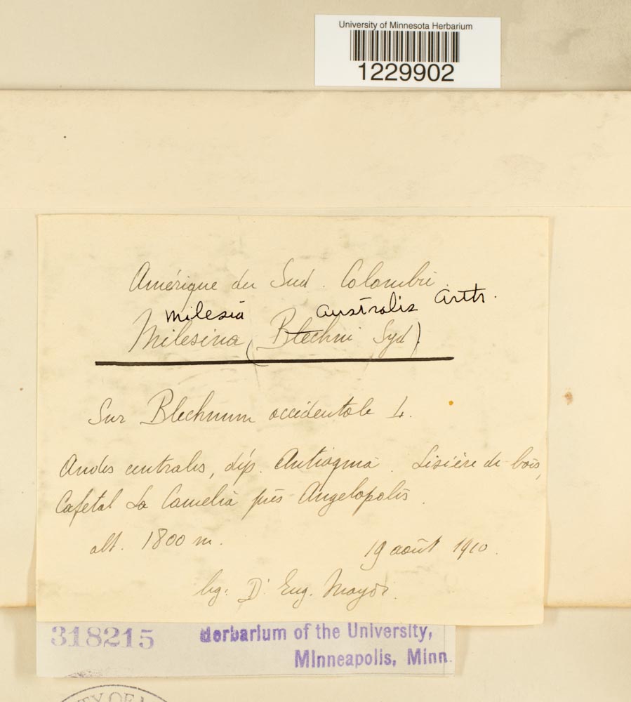 Milesia australis image