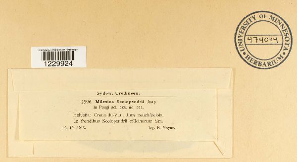 Milesina scolopendrii image