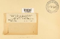 Milesina scolopendrii image