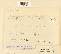 Nyssopsora clavellosa image