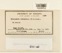 Nyssopsora clavellosa image