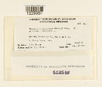 Nyssopsora clavellosa image