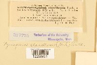 Nyssopsora clavellosa image