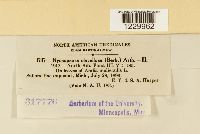 Nyssopsora clavellosa image