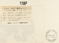 Nyssopsora echinata image