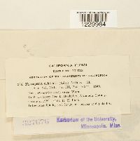 Nyssopsora echinata image