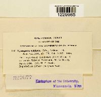 Nyssopsora echinata image