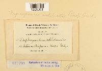 Nyssopsora echinata image