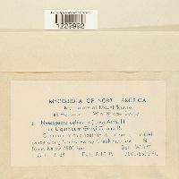 Nyssopsora echinata image