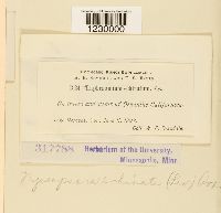 Nyssopsora echinata image