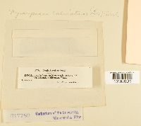 Nyssopsora echinata image