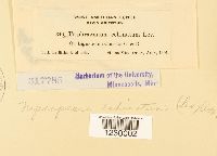 Nyssopsora echinata image