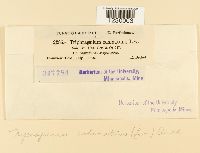 Nyssopsora echinata image