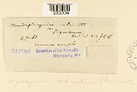 Nyssopsora echinata image