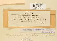 Nyssopsora echinata image