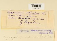 Nyssopsora echinata image