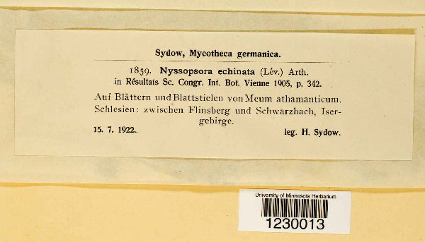 Nyssopsora echinata image