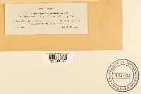 Nyssopsora echinata image