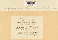 Nyssopsora clavellosa image