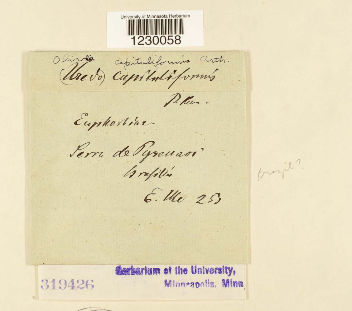 Olivea capituliformis image