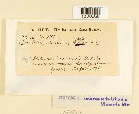 Olivea capituliformis image