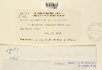 Olivea capituliformis image