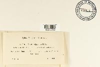 Olivea capituliformis image