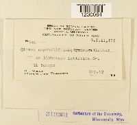 Olivea capituliformis image