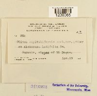 Olivea capituliformis image