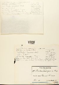 Olivea capituliformis image