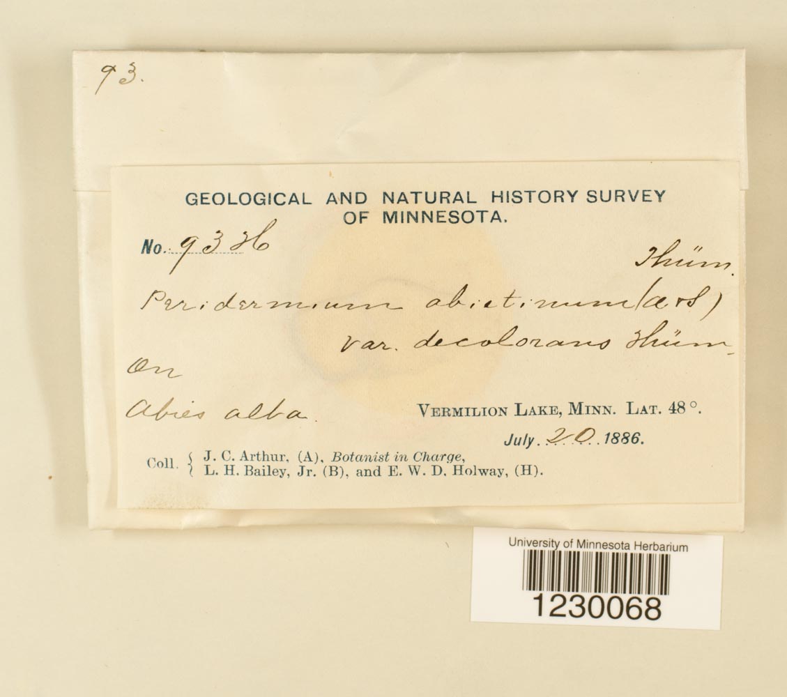 Peridermium abietinum var. decolorans image