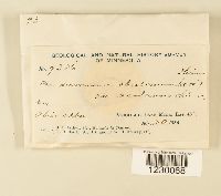 Media resource of Peridermium abietinum